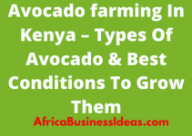 Avocado Farming In Kenya – Types Of Avocado & Best Conditions To Grow