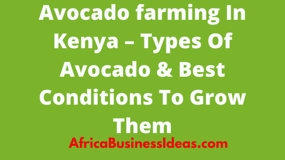 Avocado farming In Kenya
