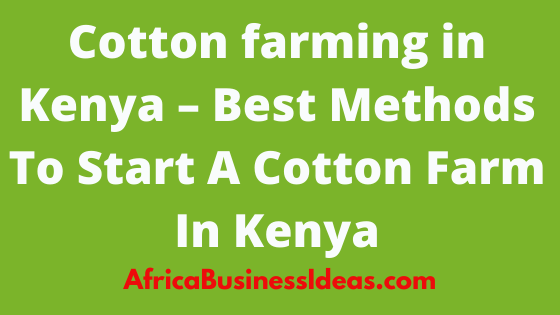 Cotton farming in Kenya